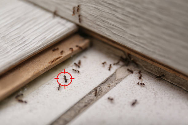 Best Affordable Pest Control Services  in Cedaredge, CO