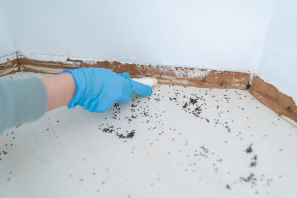 Best Rat Extermination Near Me  in Cedaredge, CO
